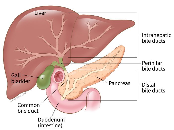 What Exactly Is Bile Duct Cancer - Rohilkhand Cancer Institute | Pet CT ...