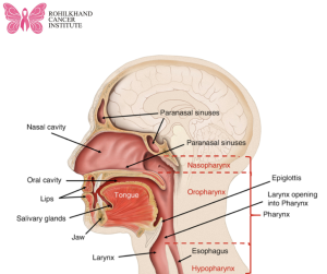 Oncology of the Head and Neck in Bareilly - Rohilkhand Cancer Institute | Pet CT Scan in Bareilly