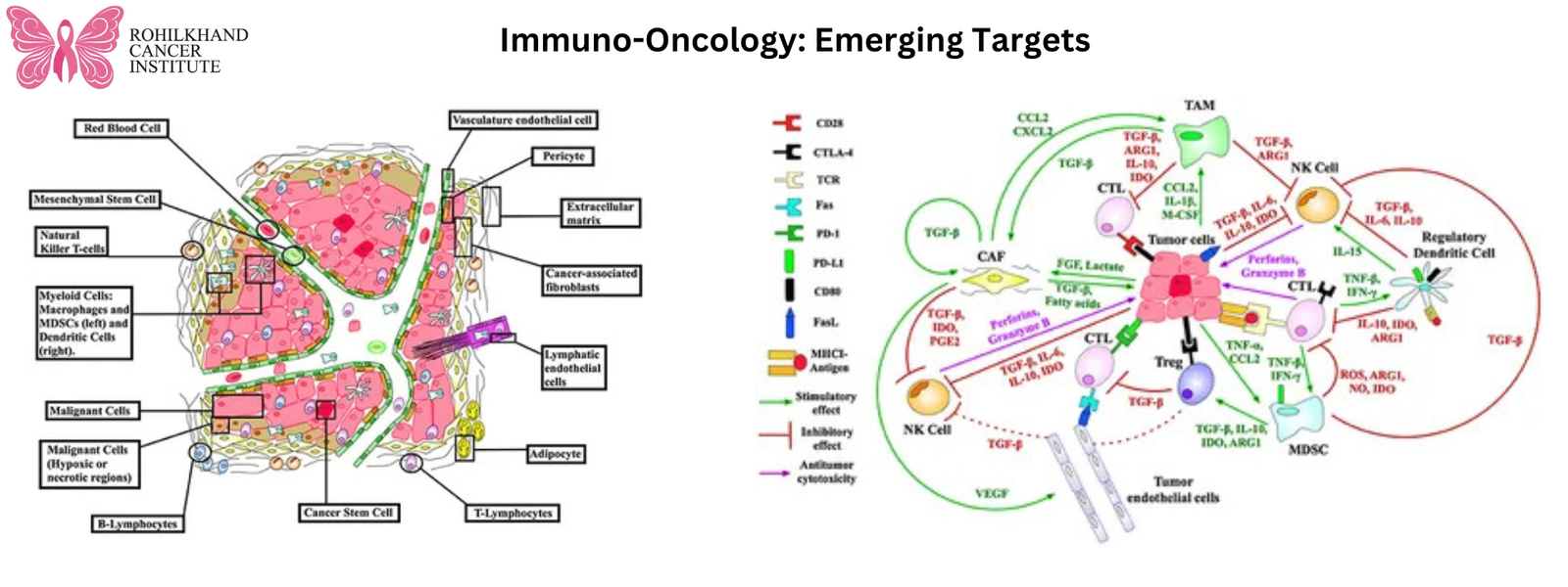 Immuno-oncology specialists Bareilly